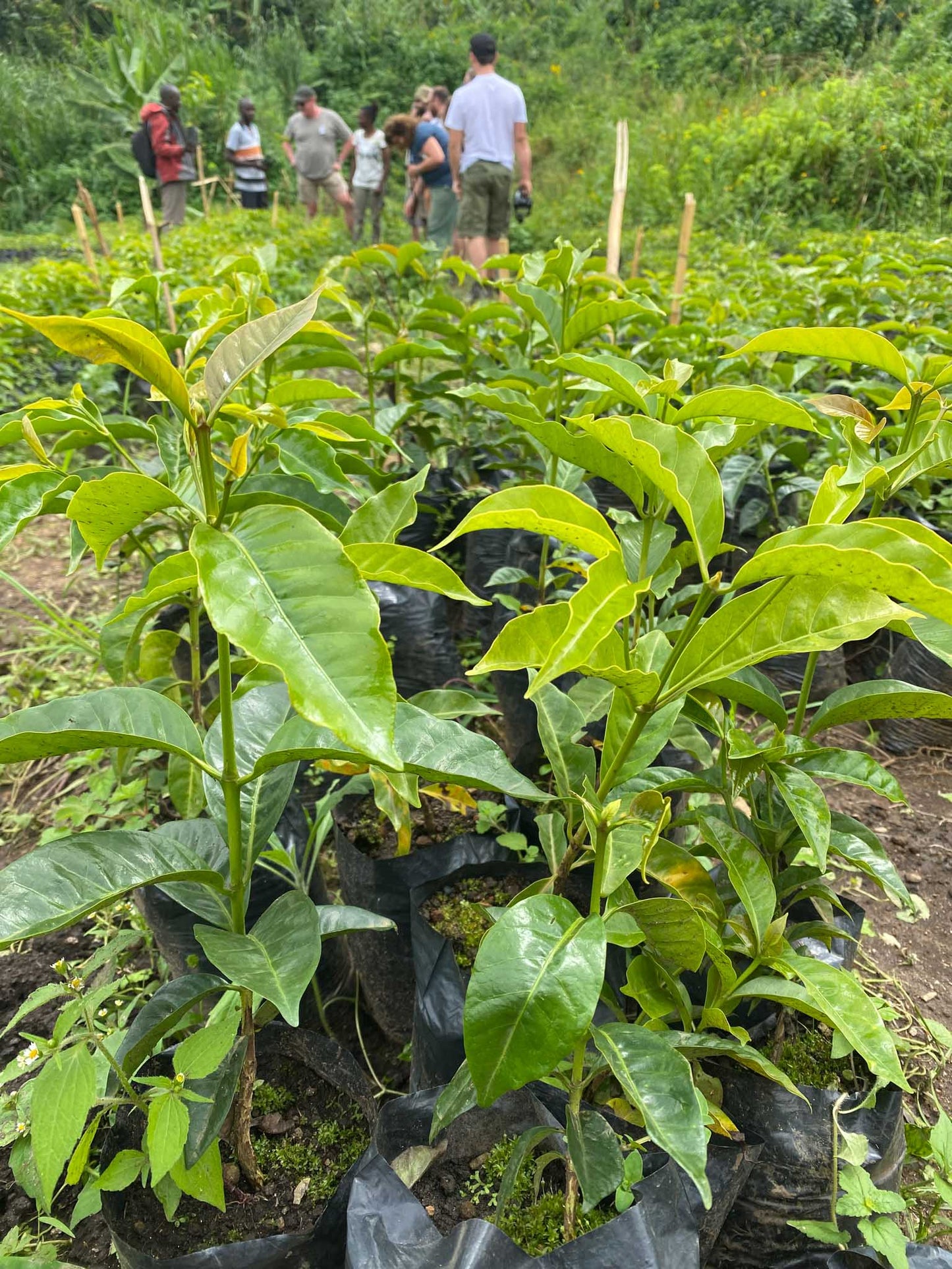 Coffee Tree Selection