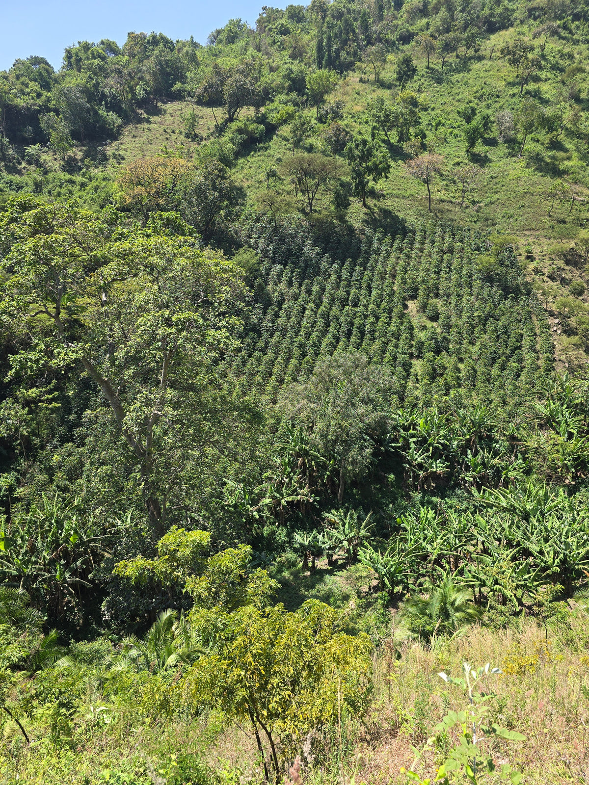 KENYA