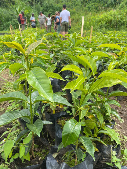 Ugandan Coffee Tree