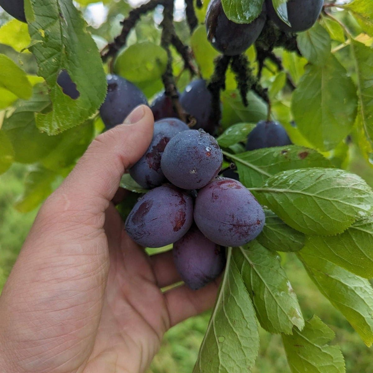 Purple Pershore Plum